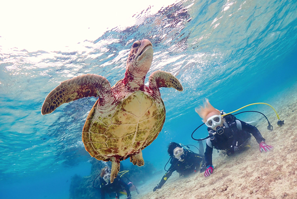 宮古島観光協会（ふるさと納税）